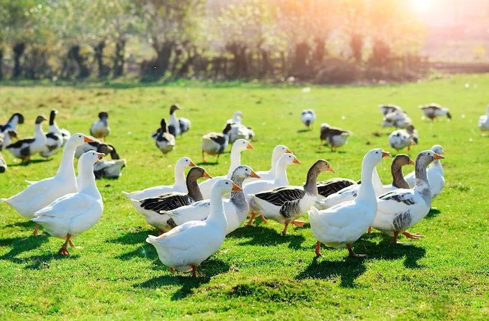 Žąsų pašaras